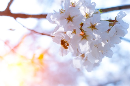 Beautiful Cherry Tree in Blossom on Blue Sky Backgroundの写真素材