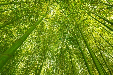 Bamboo forest,の写真素材