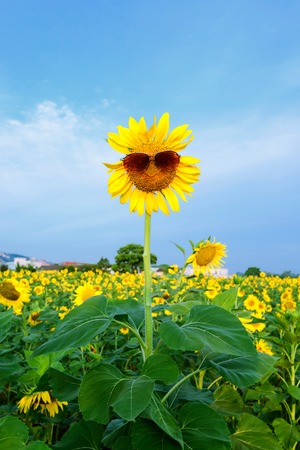 Field of sunflowers and blue skyの写真素材