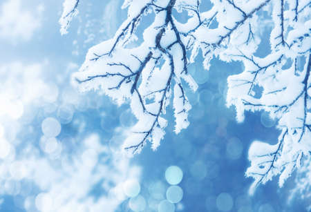 winter backgroundの写真素材