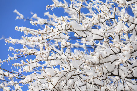 Frozen in the ice tree branches