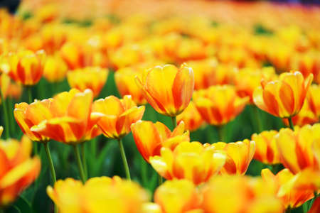 Beautiful tulipの写真素材