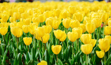 Beautiful tulipの写真素材