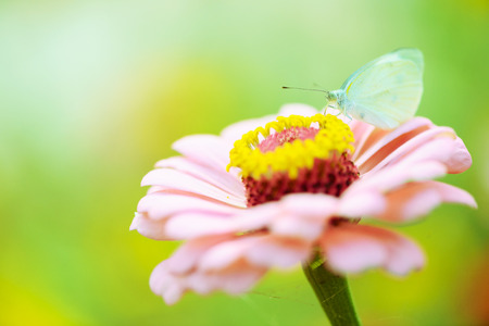 butterfly fly in morning natureの写真素材