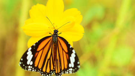 butterfly fly in morning natureの写真素材