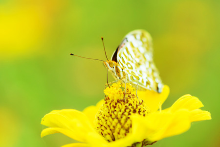 butterfly fly in morning natureの写真素材