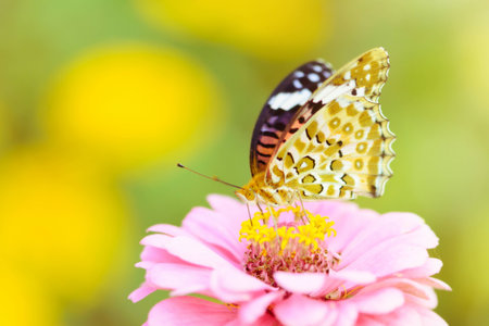butterfly fly in morning natureの写真素材