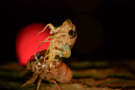 Cicada (Hemiptera: Cicadidae) changing its skinの写真素材