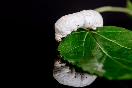 White silkworm