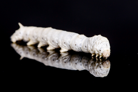 White silkwormの写真素材
