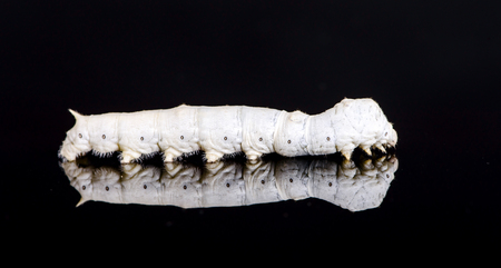 White silkwormの写真素材