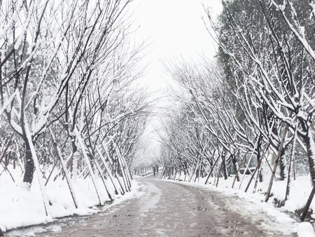 Winter road in a forest