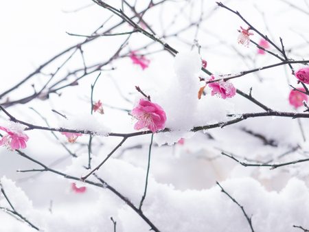 pink plum blossomの写真素材