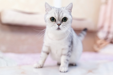 cat licoの写真素材