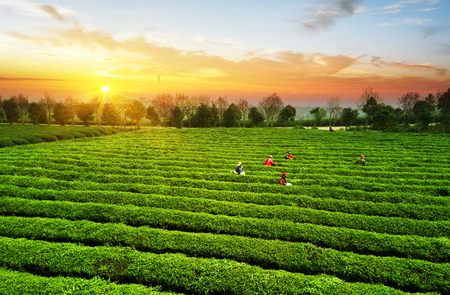 Tea plantation.Chinese tea.の写真素材