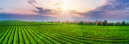 Tea plantation.Chinese tea.の写真素材