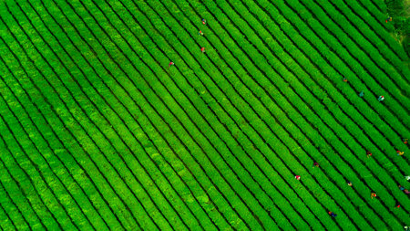 Tea plantation.Chinese tea.