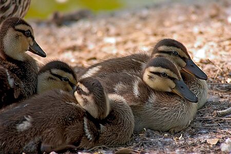 Resting ducklings.の写真素材