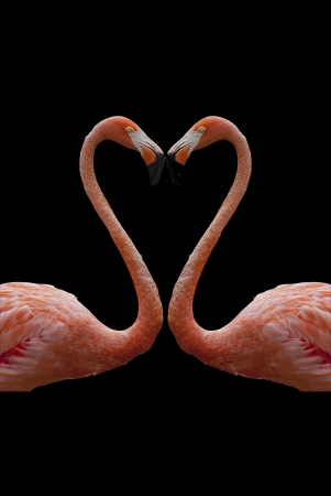  heart composed by two flamingosの写真素材