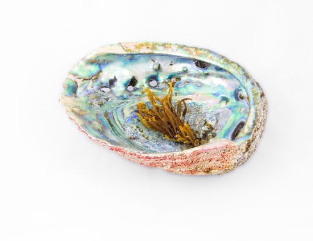 Red abalone shell with pearlwort on top.の写真素材