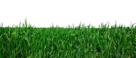 Green youngl grass in spring field isolated on white background の写真素材