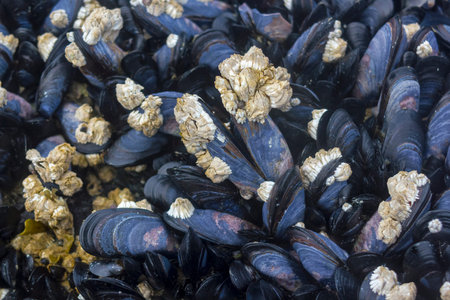 Live mussels bed in intertidal zone background.
