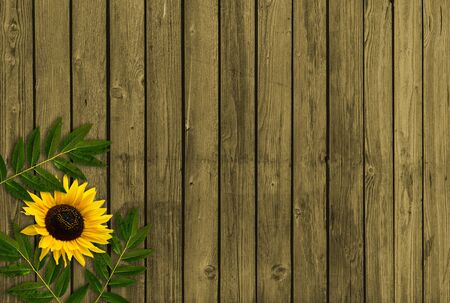 Summer background with leaves and sunflowerの写真素材