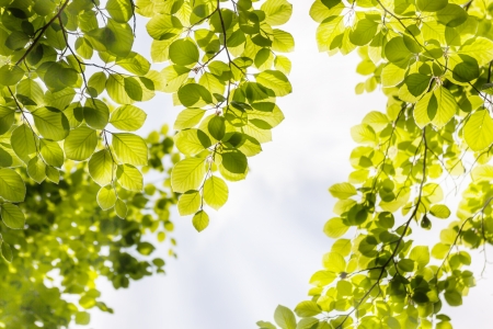 green leaves backgroundの写真素材