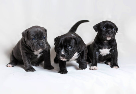 Little Puppies American Bullyの写真素材