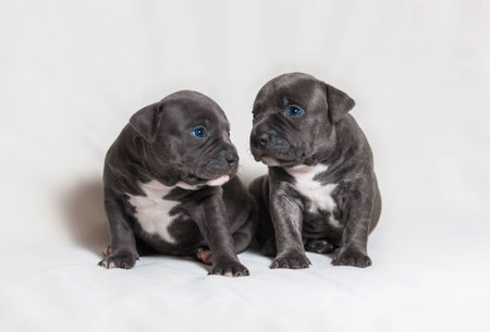 Little Puppies American Bullyの写真素材