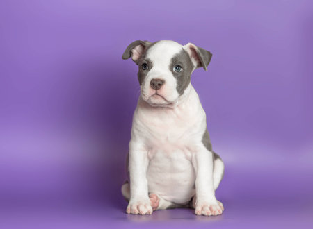Portrait of a small puppy Staffordshire Terrierの写真素材