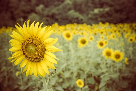 Sun flowerの写真素材