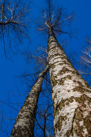 Two birch trees stretching into the blue skyの写真素材