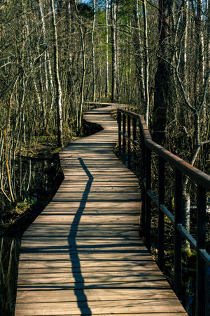 Wooden path in the forest on a sunny dayの写真素材