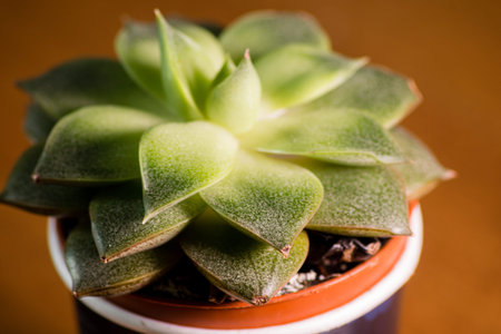 green leaves of home flower macro
