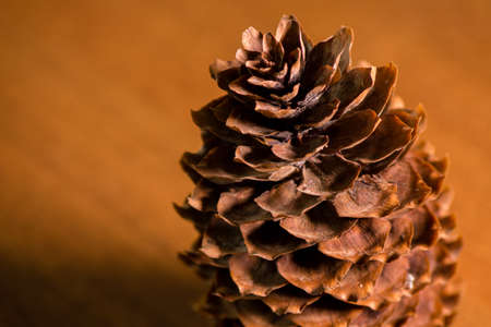Dry fir cone on the table macroの写真素材