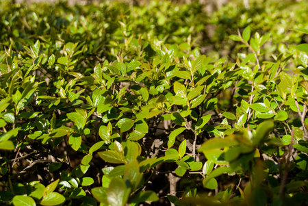 Leaves of a green shrub under the sun