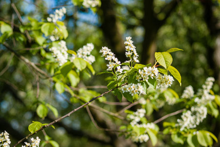 Bird cherry branch with blooming flowers on itの写真素材