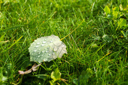 Leaf with dew drops on the grass