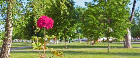 geranium flower on a background of parkの写真素材