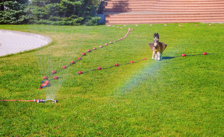 watering green lawn sprinkler fromの写真素材