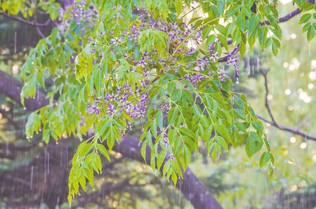 rain in the spring on the branches of treesの写真素材