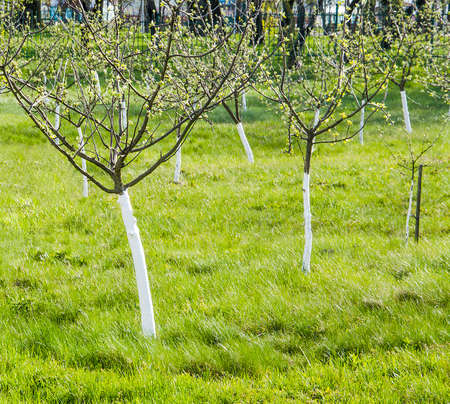 A lot of small apple trees in the garden after whitewashing in spring against a background of green grassの写真素材