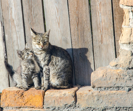 cat with a kitten basking in the sun on a brick wall background