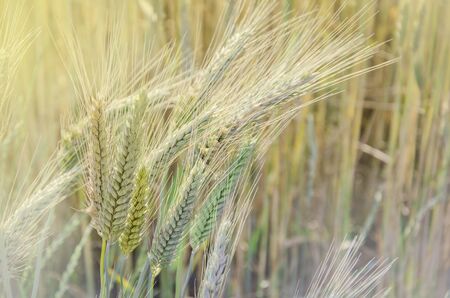 Colored ears of rye on the field in summer on a sunny dayの写真素材