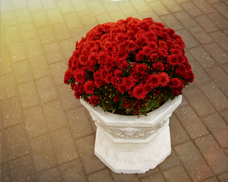 red chrysanthemums in a large white pot outdoors in the rays of sunlightの写真素材