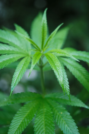 cannabis, a plant in its natural environment, close-upの写真素材