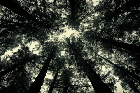 Silhouette of trees in the forest - vintage effect style picturesの素材