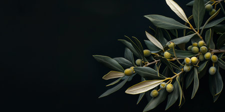 Olive branch with green olives on a black background. Copy space.の素材