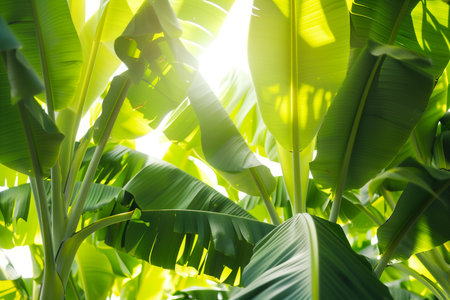 Banana leaves with sunlight in the morning. Natural green background.の素材